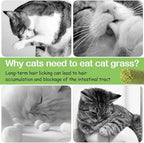 HavenJanny 50g Cat Grass Teething Stick, Freezed Drying Cat Grass Sticks Snacks for Cats, Edible Cat Treats for Teeth Cleaning and Hairball Removal