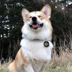 MYLUCKYTAG QR Code Stainless Steel Personalized Dog ID Tag, Engraved Dog Collar Tag for Online Pet Profile and Location Alerts