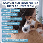 Under the Weather Bland Diet for Dogs | Easy to Digest for Sick Dogs |Always Be Ready| Contains Electrolytes - All Natural Freeze Dried 100% Human Grade Meats| 2 Pack- Chicken, Rice & Bone Broth - 6oz