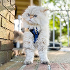 Voyager Escape-Proof Step-in Lock Cat Harness & 5ft Neoprene-Handle Leash Set All-Weather Mesh with Reflective Stitching for Small to Large Cats by Best Pet Supplies, Royal Blue/Black Trim, XXXS