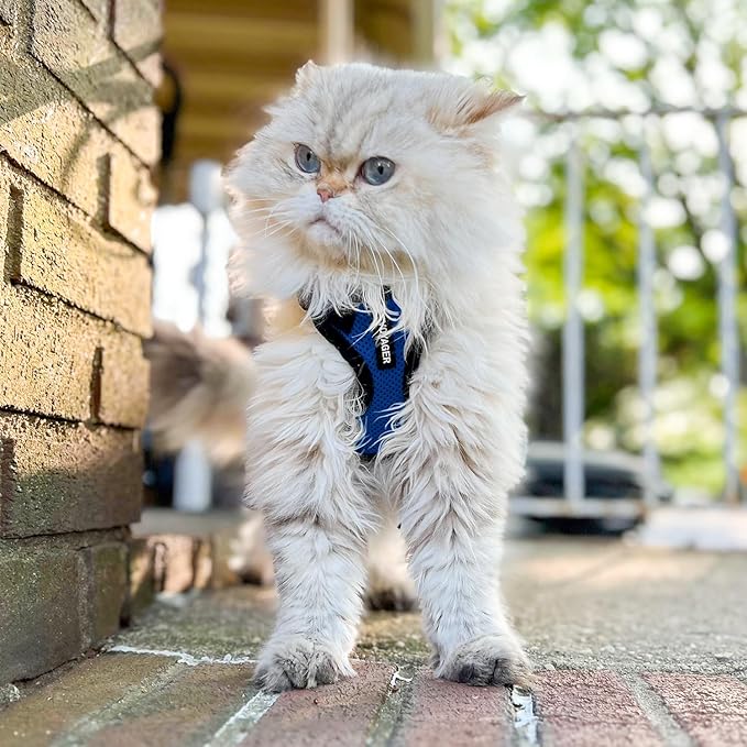 Voyager Escape-Proof Step-in Lock Cat Harness & 5ft Neoprene-Handle Leash Set All-Weather Mesh with Reflective Stitching for Small to Large Cats by Best Pet Supplies, Royal Blue/Black Trim, XXS