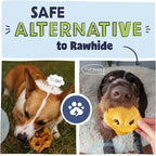 Pawstruck Natural Slow Roasted Pig Snouts for Dogs – Premium Single Ingredient Low Fat Pork Chew Treat for All Breeds – No Artificial Preservatives – 10 Count