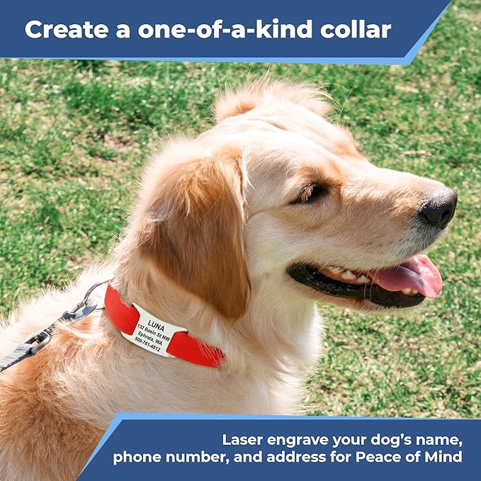 GoTags Dog Collar with Personalized Nameplate, Adjustable Dog Collar with Custom Engraved Slide On Pet ID Tag in Stainless Steel, Silent, No Noise Dog Tag Small to Large Unique Colors