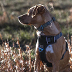 Embark Adventure Dog Harness, Reflective Trim XL Harness for Extra Large Dogs No Pull - Military Grade Nylon, 2 Leash Clips & Gel Lined Handle. Soft & Padded Puppy Dog for Any Breed