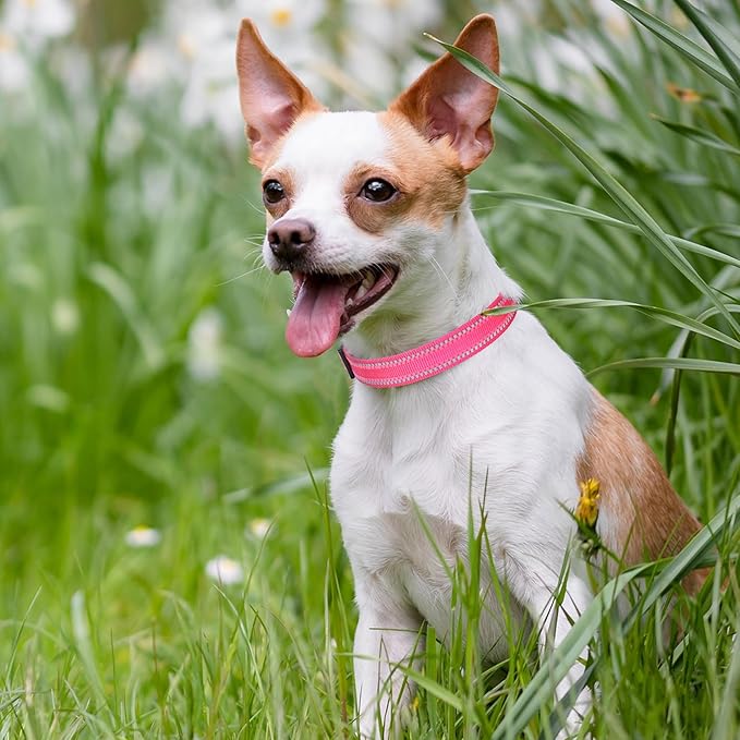 Mile High Life Nylon Night Light Glow Collar, Reflective Light Up Dog Collar, Fluorescent Self-Luminescent Strap for Small Medium Large Dogs (Pink, XS Neck9-13")