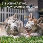 Downtown Pet Supply 6-inch Bully Sticks for Dogs, Pack of 10 - Single Ingredient, Nutrient-Rich and Odor Free Bully Sticks for Dogs - Rawhide Free Dog Chews Long Lasting and Non-Splintering