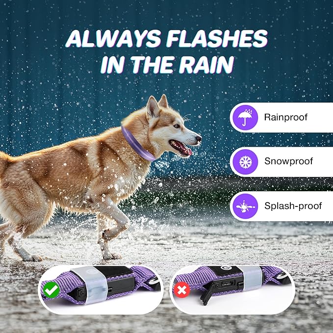 RUXAN Light Up Dog Collar,Dog Lights for Night Walking,LED Collars Waterproof,Glow Dog Collars Rechargeable,Glow in The Dark Dog Collar,Dog Collars Light for Small,Medium,Large Dogs (Small,Purple)