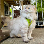 Voyager Escape-Proof Step-in Lock Cat Harness & 5ft Neoprene-Handle Leash Set All-Weather Mesh with Reflective Stitching for Small to Large Cats by Best Pet Supplies, Lime Green, XS