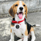 MYLUCKYTAG QR Code Personalized Dog Tag - Stainless Steel, Engraved, Durable Pet ID with Online Profile and Location Alerts