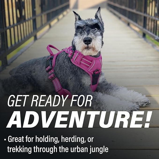 Doggie Design Venture Paw No Pull Dog Harness - Simple Adjustable Puppy Harness - Anti Pull Dog Collar for Walks and Outdoor Adventures - Wild Raspberry, M