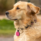 MYLUCKYTAG QR Code Silicone Pet ID Tag for Dogs and Cats - Online Profile, Location Alert Email, Digital Tag, Quiet and Durable Collar Tag, Engraved