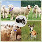 12 Pack Goat Collars with Bells and Number Tag，Adjustable Nylon Grazing Copper Bells with Pet Livestock Plastic ID Number Tags, Sheep Collars Set for Small Farm Animal Goat Sheep Cow