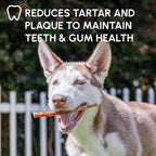 Downtown Pet Supply 6-inch Bully Sticks for Dogs, Pack of 10 - Single Ingredient, Nutrient-Rich and Odor Free Bully Sticks for Dogs - Rawhide Free Dog Chews Long Lasting and Non-Splintering