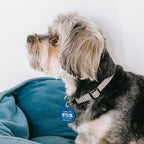 MYLUCKYTAG QR Code Stainless Steel Dog ID Tag, Engraved, Durable, Online Pet Profile, Location Alert Email