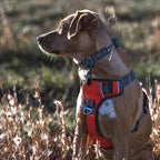 Embark Adventure Dog Harness, Reflective Trim No Pull Dog Harness Medium Sized Dogs - Military Grade Nylon, Front Clip with Gel Lined Handle.