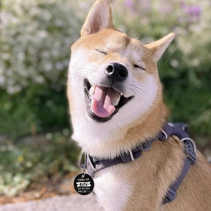 MYLUCKYTAG QR Code Stainless Steel Pet ID Tag - Personalized Online Profile, Location Alert Email, Digital and Durable Dog Collar Tag, Engraved