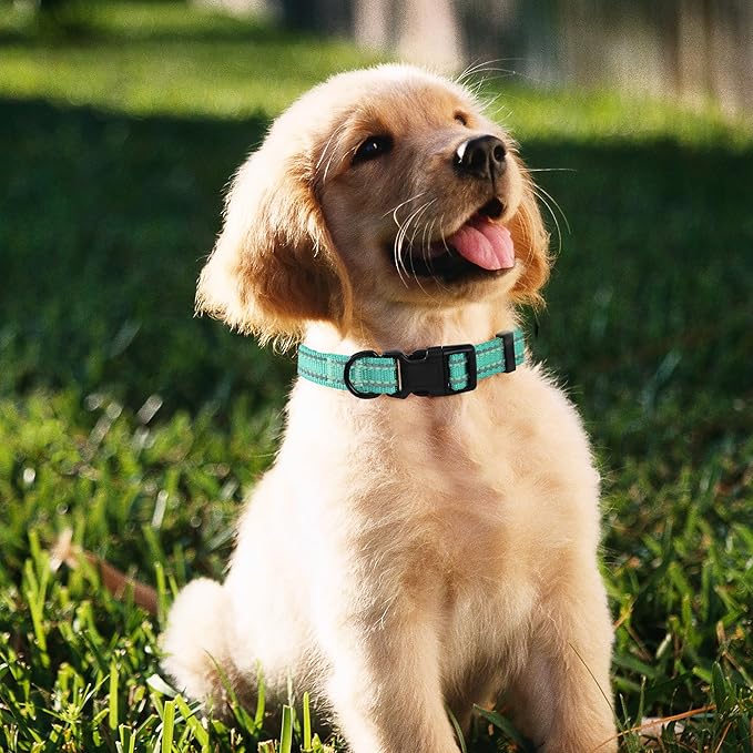 Mile High Life Nylon Night Light Glow Collar, Reflective Light Up Dog Collar, Fluorescent Self-Luminescent Strap for Small Medium Large Dogs (Green, L Neck15-19")