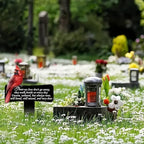 11.8 inch Cardinals Memorial Grave Markers Metal Cemetery Decorations Loss of Dad Mom Spouse Lover Relatives Family Members Garden Stakes Gravesite Plaque Waterproof Outdoors Lawn Yard Signs