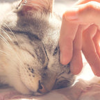 Cat House - Indoor Cat Bed with Removable Foam Cushion - Pet Tent for Kittens, Rabbits, Guinea Pigs, and Other Small Animals by PETMAKER (Brown)