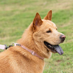 Hyhug Martingale Collar for Dogs Extra Large Pink |Escape - Proof Heavy Duty Nylon Durable No Pull, Ideal for Training & Daily Walks