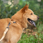 Hyhug Martingale Collar for Dogs Extra Large Clay |Escape - Proof Heavy Duty Nylon Durable No Pull, Ideal for Training & Daily Walks