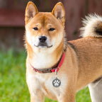 MYLUCKYTAG NFC & QR Code Smart Pet ID Tag Personalized Dog Cat Tag, Online Pet Profile, Pet Location Alert Email, Digital Pet Tag, Quiet Pet Tag, Durable Pet ID, Dog Collar Tag