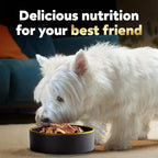 Cesar Wet Dog Food Classic Loaf in Sauce, Steak and Chicken Lovers Variety Pack with Real Meat or Real Chicken, 3.5 oz. Easy Peel Trays (36 Count, Pack of 1)