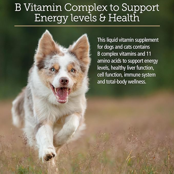 Rx Vitamins Amino B-Plex Cat & Dog Supplement - Vitamin B Complex Liquid Plus Amino Acids for Dogs & Cats - Appetite Booster and Cat & Dog Weight Gainer - Supplements & Vitamins - 8 oz