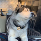 MYLUCKYTAG Stainless Steel QR Code Dog Tags - Scan QR for Instant Pet Location Alerts