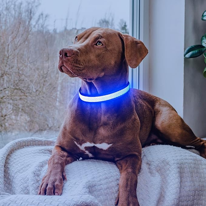 Flashseen LED Dog Collar, Light Up Dog Collar USB Rechargeable, Brightest Dog Lights for Night Walking, Adjustable Dog Collar Light for Dog Safety(Medium, Royal Blue)