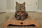 Necoichi Cardboard Cat Scratcher Bed for Indoor Cats - Cat Scratching Board, Horizontal Cat Scratch Pad Lounger with Reversible Usability and Extra Comfort for Lounge, Curved (17" Regular, Oak)