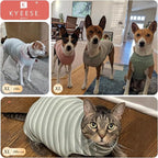 KYEESE 2Pack Waffle Dog Shirts for Small Dogs Stretchy T-Shirts Lightweight Tank Top Sleeveless Striped Shirt Vest Breathable Cat Shirt, X-Large, Orange+Striped