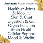 Senior Dog Powder Supplement & Food Topper – 63 Ingredients for Joint, Gut, Immune & Brain Health – Daily Longevity Multivitamin with Glucosamine, Probiotics, and Fish Oil | 60 Scoops