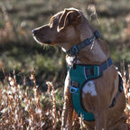 Embark Adventure Dog Harness, No-Pull Reflective Trim Dog Harness for Small, Medium & Large Dogs - Military Grade Nylon, 2 Leash Clips & Gel Lined Handle. Soft & Padded Puppy Dog Vest for Any Breed