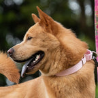 Hyhug Martingale Collar for Dogs Extra Large Pink |Escape - Proof Heavy Duty Nylon Durable No Pull, Ideal for Training & Daily Walks