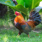 32.8 FT x 15.7 in Roll Mesh Fence, Versatile Black Plastic Fencing & Netting, Cuttable Animal Wire Mesh Fence, Durable Tree Trunk Protector, Suitable for Cat Dog Rabbit Barrier and Plant Protectors