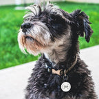 MYLUCKYTAG Silent Silicone QR Code Dog Tags - Scan QR for Instant Pet Location Alerts