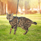 PUPTECK Cat Harness and Leash Set Escape Proof, Reflective Adjustable Soft Mesh Kitten Vest Harness for Walking Travel, Black, M