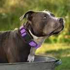Mile High Life Dog Collar | Nylon Reflective Dog Collars | Light Weight Puppy Collars | Purple Dog Collars for Small Dogs (Solid Purple, Small)