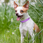 Mile High Life Nylon Night Light Glow Collar, Reflective Light Up Dog Collar, Fluorescent Self-Luminescent Strap for Small Medium Large Dogs (Purple, S Neck11-15")