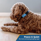 GoTags Silicone Slide On Pet ID Tag, Personalized Engraved Colorful Collar Slide Dog Tag Nameplate for Pets, No Noise Quiet Dog Tags Small Medium Large in 5 Colors