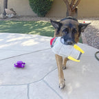 Jalousie Multipack Dog Squeaky Toys Strong Almost Indestructible, with Added Liner for Longer Play Dog Chew Toys (6 Pack Spaceship Hide and Seek)