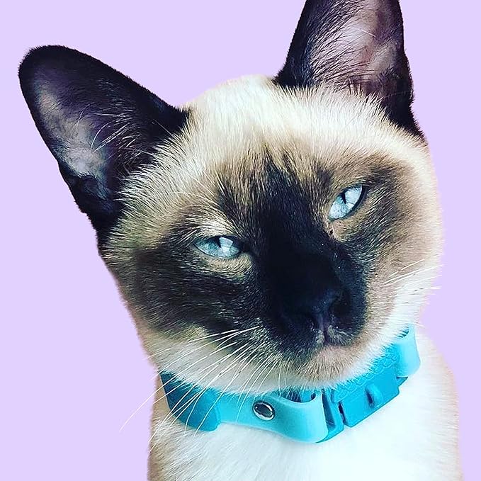 Kittyrama Aqua Kitten Collar with Bell. Award Winner. Vets & Cat Experts Approved. Breakaway Quick Release, Comfy & Lightweight