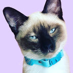 Kittyrama Aqua Kitten Collar with Bell. Award Winner. Vets & Cat Experts Approved. Breakaway Quick Release, Comfy & Lightweight