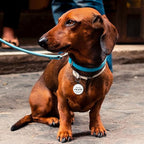 MYLUCKYTAG QR Code Silicone Dog Cat ID Tag - Online Pet Profile, Pet Location Alert Email - Durable Dog Collar Tag