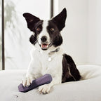 Playology Squeaky Dog Toy Fetch Stick | Durable Rubber Toys for Interactive Play | Bacon Scented Fetch Stick for Large Dogs | Floating Dog Toy Made from Non Toxic Materials