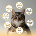 Blackwood Bounty Dry Cat Food, Chicken & Turkey Recipe for All Life Stages, 4.5 Pound Bag, High Protein, Grain Free