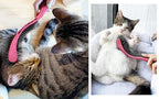 (Pink) Cat Brush is Designed for Comfort, Created for Results. This innovative grooming brush features multi contoured shapes that gently adapt to your cats body for a stress free grooming.