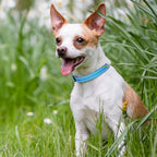 Mile High Life Nylon Night Light Glow Collar, Reflective Light Up Dog Collar, Fluorescent Self-Luminescent Strap for Small Medium Large Dogs (Hot Blue, XS Neck9-13")