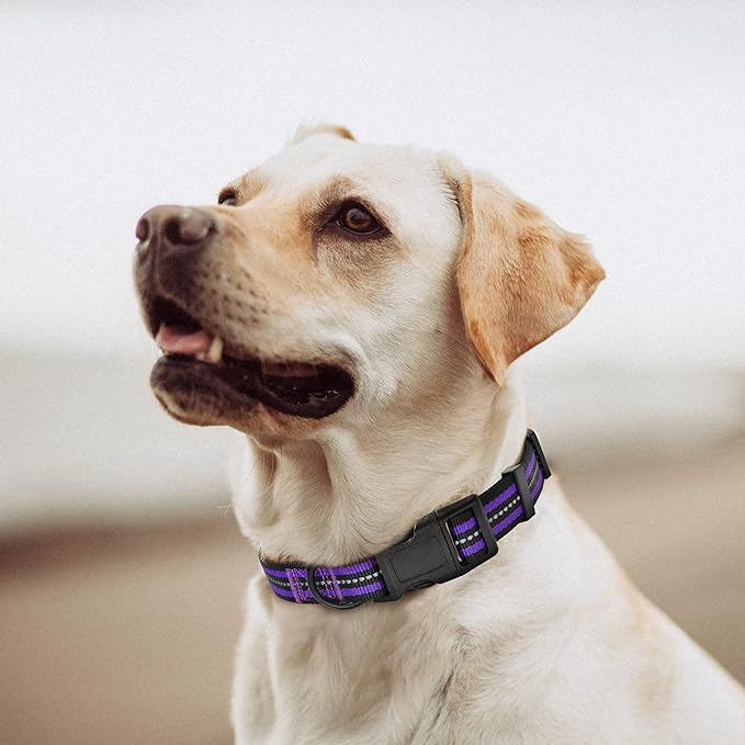 Mile High Life Reflective Dog Collar | Nylon Pet Collars wiith Buckle | Light Weight Puppy Collars | Purple Dog Collars for Small Dogs (Purple, X-S)
